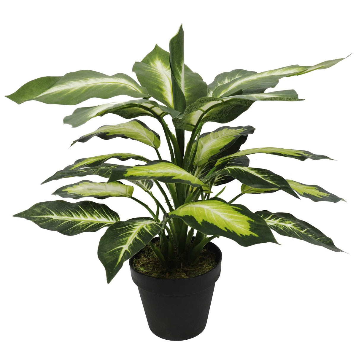 dieffenbachia australia Leopard Lily (Dieffenbachia) with Pot 40cm – Goods Australia